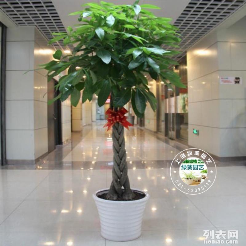 室内植物租赁设计，美化生活的新选择