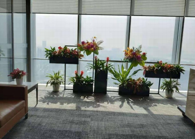 室内植物出租公司，绿色生态的新商机