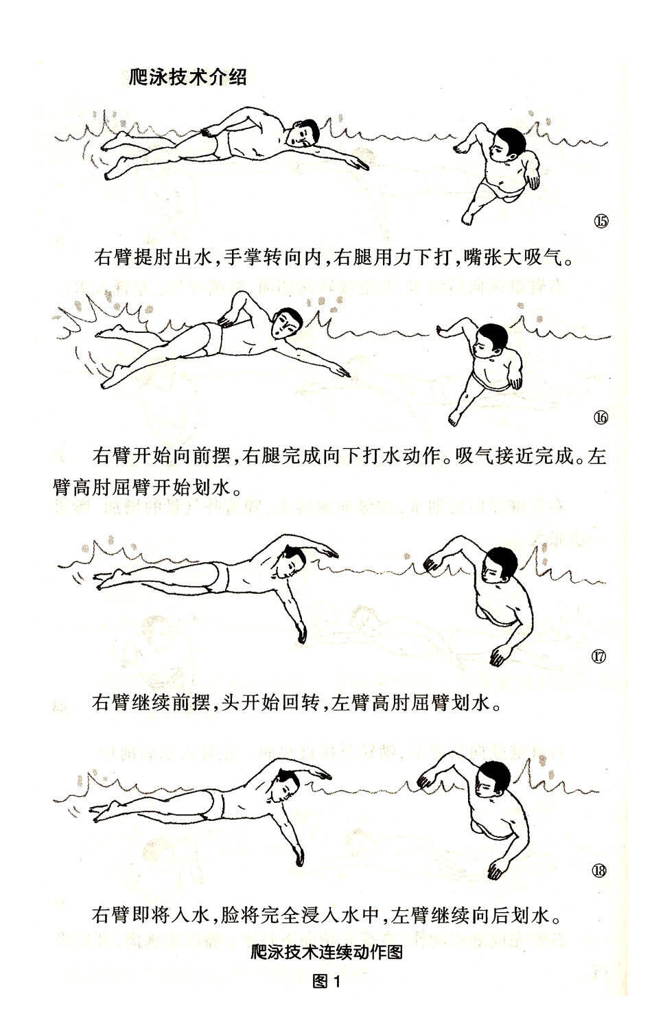 自由泳教学步骤详解