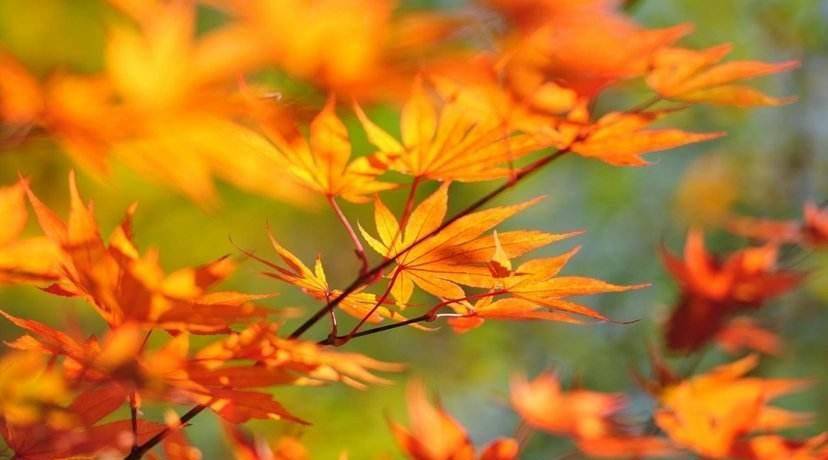桂花落叶，秋日的诗意与哲思