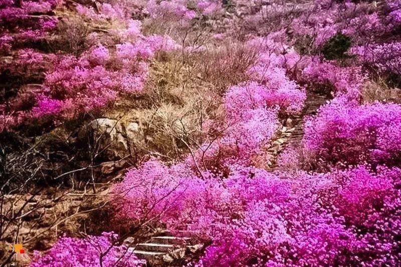 落叶杜鹃，季节的轮回与生命的赞歌