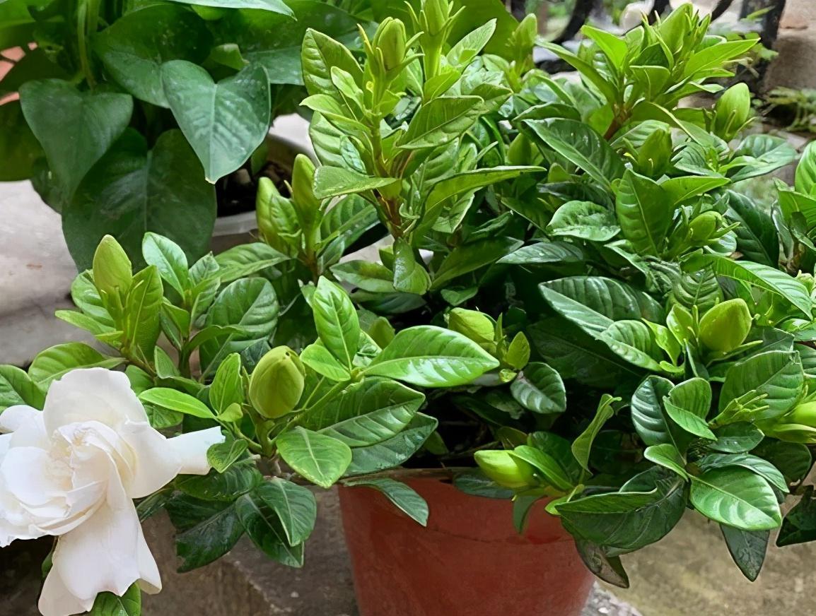 栀子花在冬天会落叶吗？