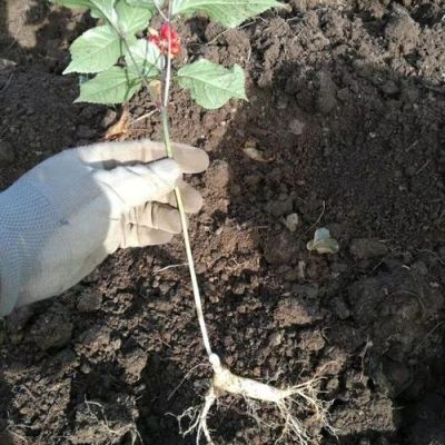 人参种植技术，从基础到精通