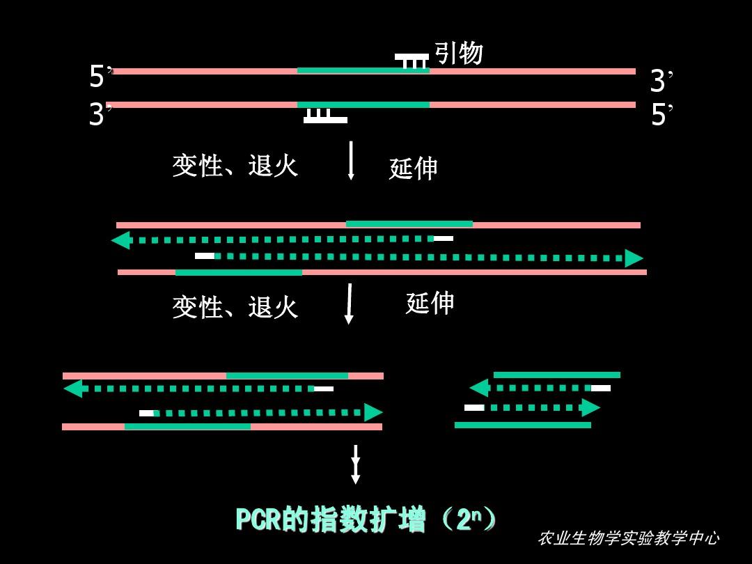 PCR技术的原理及其应用