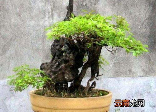 黄荆冬天落叶吗