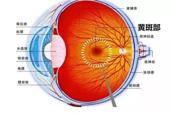 黄斑细胞，人体视觉的核心