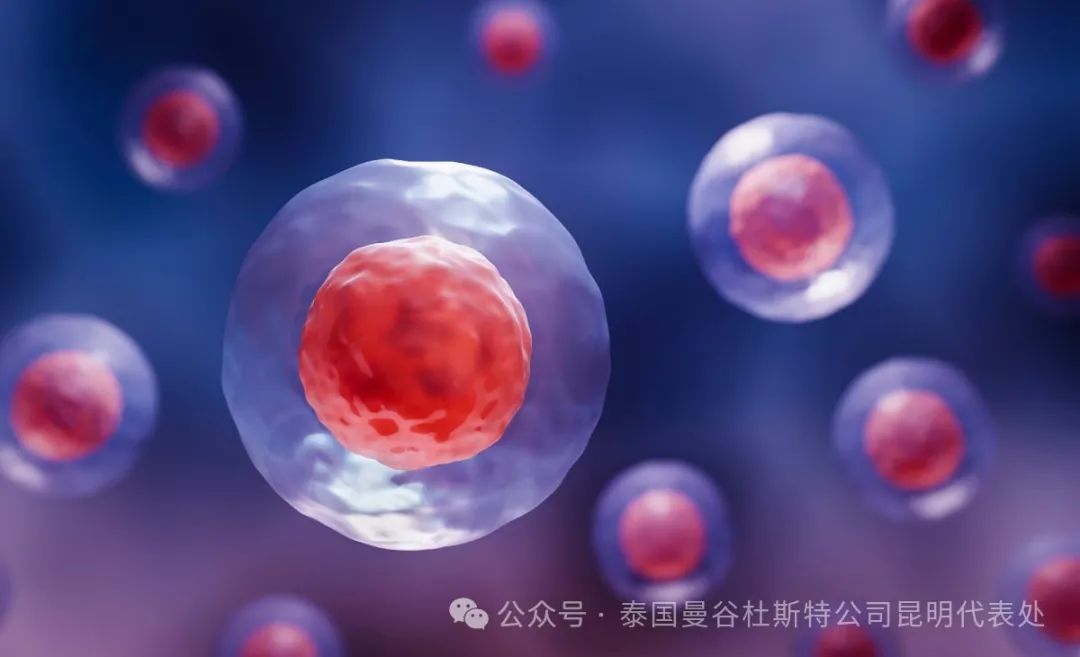 异体干细胞移植，生命的新希望