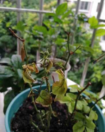 解决花叶子边缘干枯问题的方法与策略