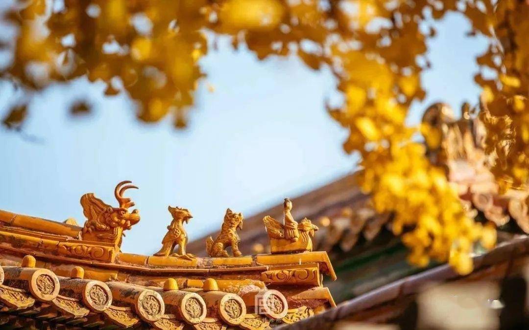 每日故宫，历史的回音与文化的脉搏