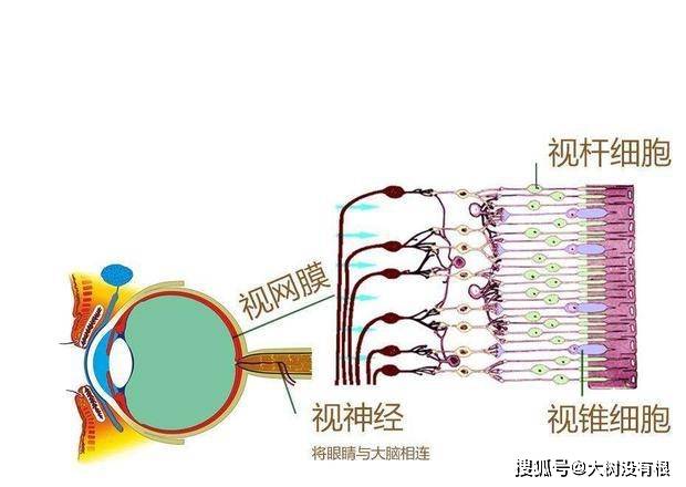 视细胞的功能，揭示视觉世界的奥秘