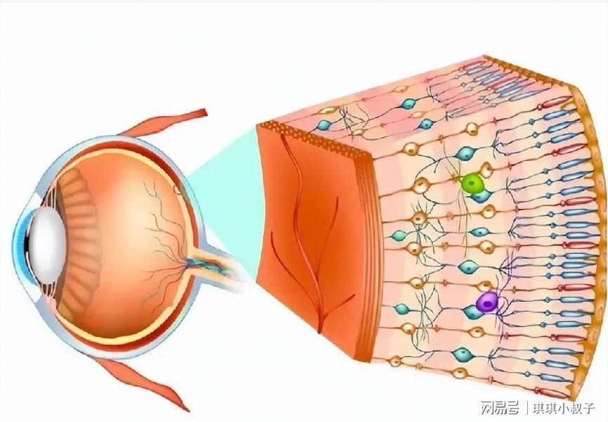 眼球细胞，揭示视觉奥秘的关键角色