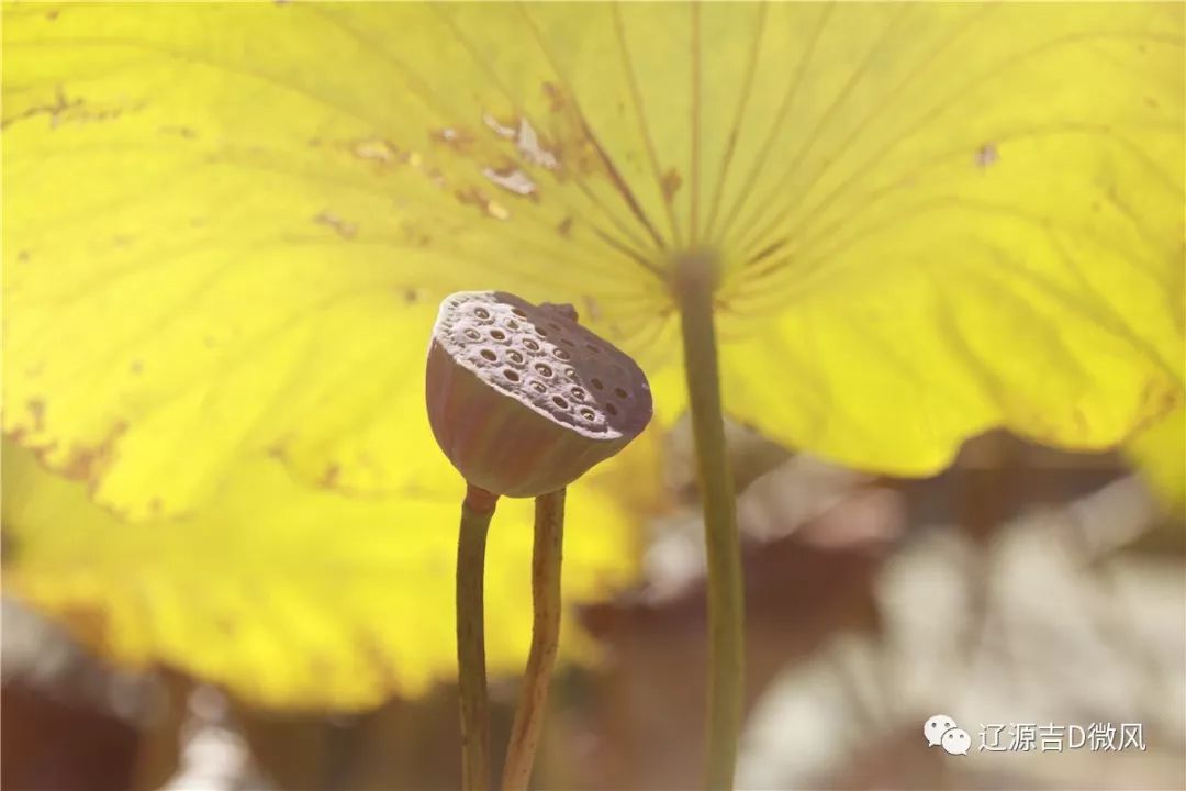 荷花边缘的黄叶，自然之美中的细微变化
