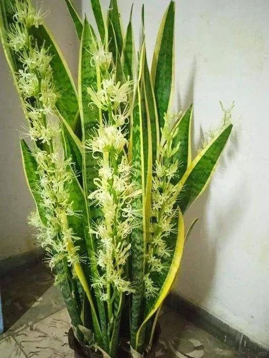 虎皮兰的好处，美化环境与健康生活的完美结合