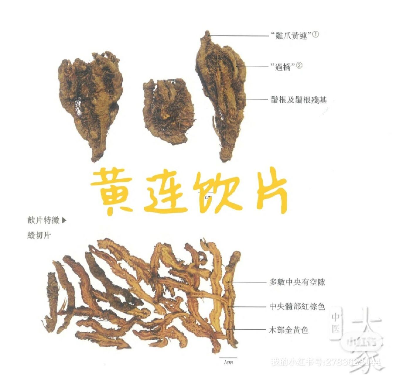 黄莲药水的奥秘与应用