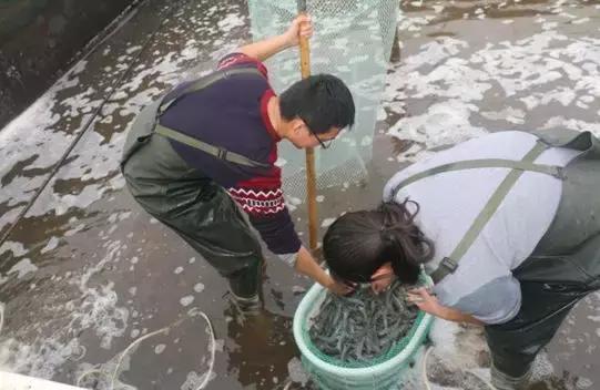 黄莲抗细菌，自然赋予的神奇力量