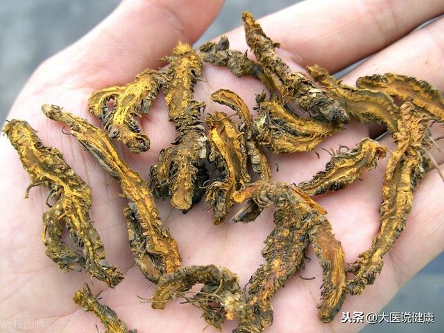 中药黄连的成人用量研究，每次应服用几克？