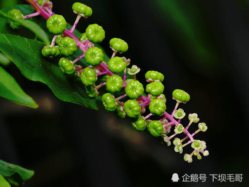 胡黄莲种植的奥秘与价值