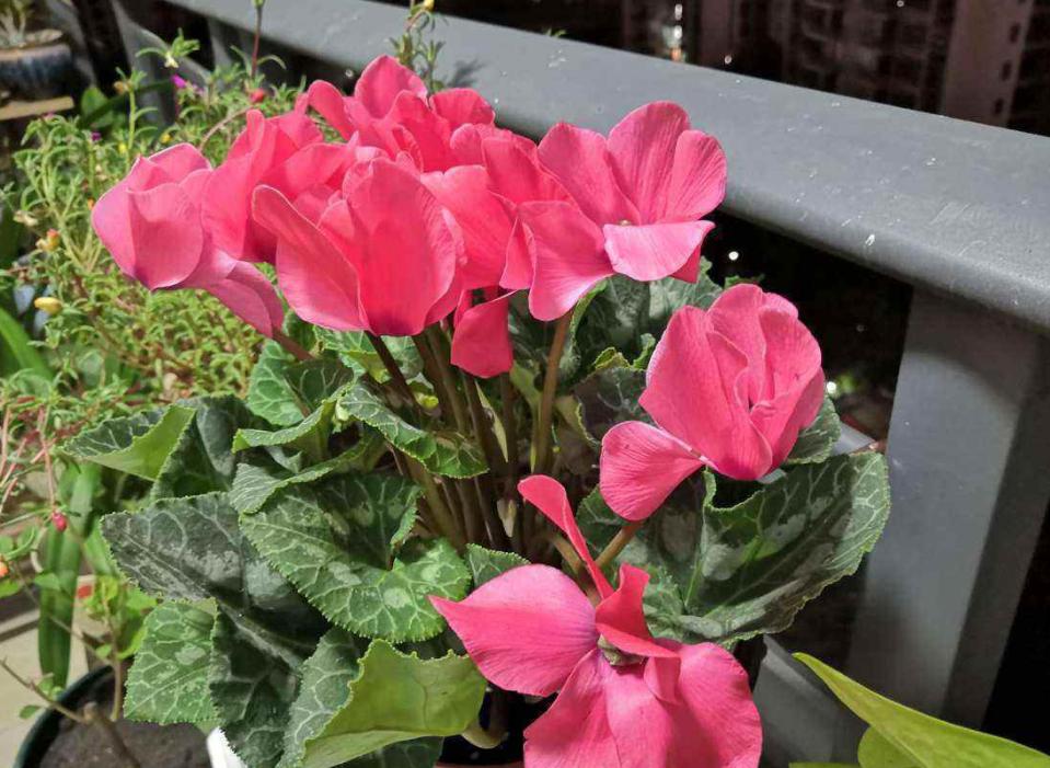 仙客来花肥，花卉生长的奥秘与秘诀