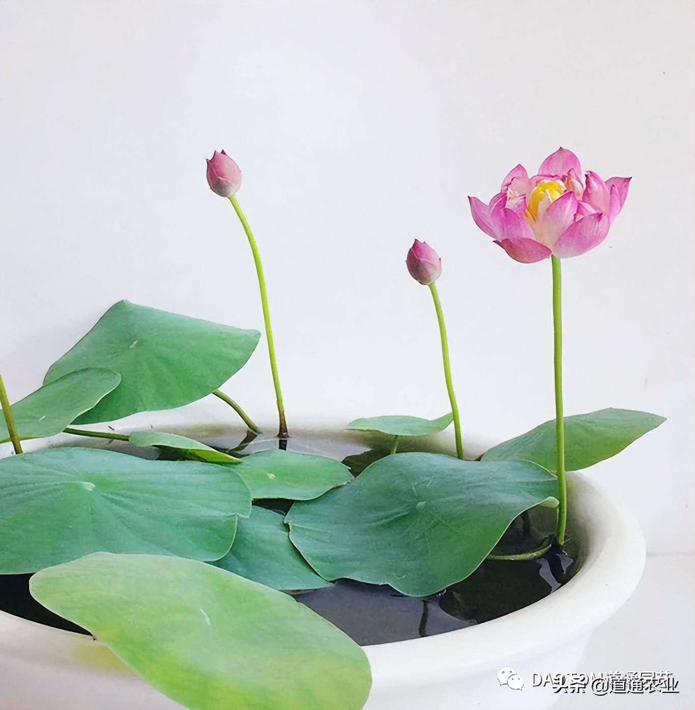 荷花的肥料，选择与应用