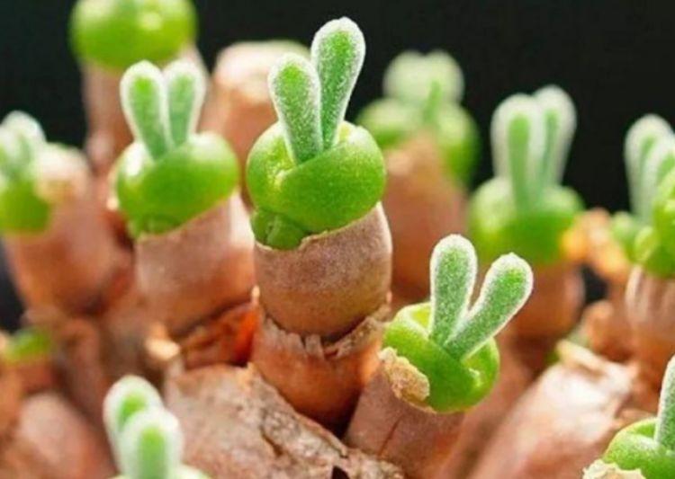 探索万能花肥的奥秘，一种革命性的植物营养补给方式