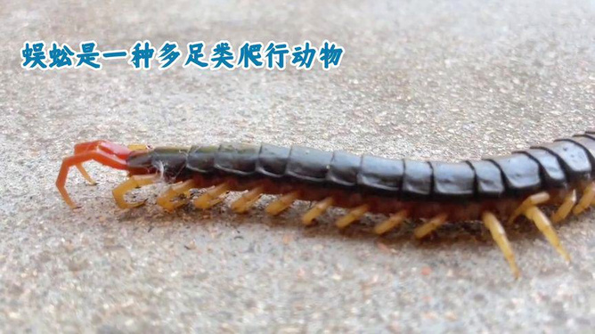蜈蚣的疗效，古老传说中的神奇药材