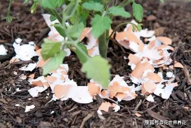 蛋壳花肥，一种环保与高效的植物营养来源