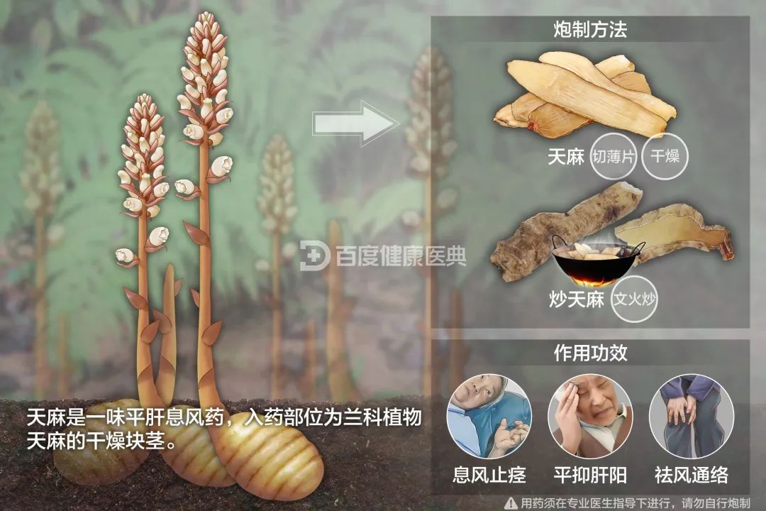 天麻的疗效，古老智慧与现代医学的交融