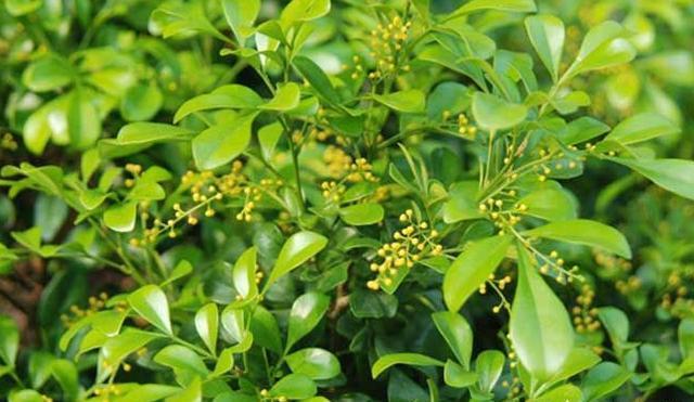 米兰花的肥料选择与施用策略