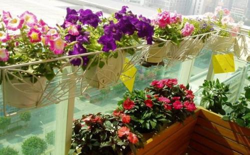 用水泡花肥，一种创新植物养护方法