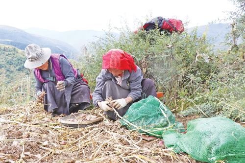 农村种植业致富项目探讨