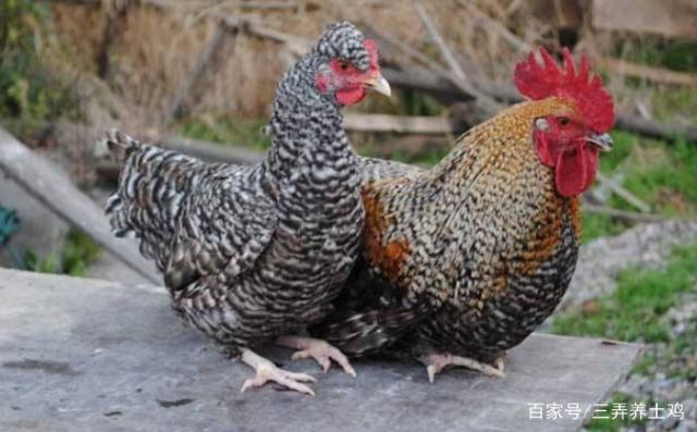 适合饲养的鸡种类介绍