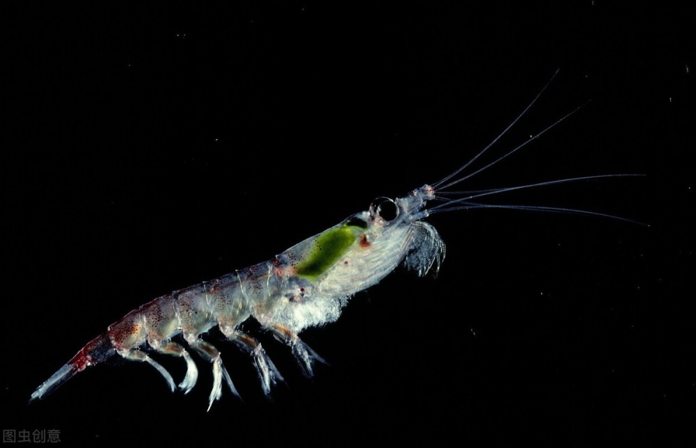 海水虾种类，丰富多样的海洋生物