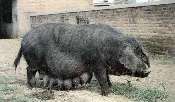 东北猪种类及其特点