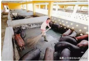 猪场常用消毒剂种类及其应用