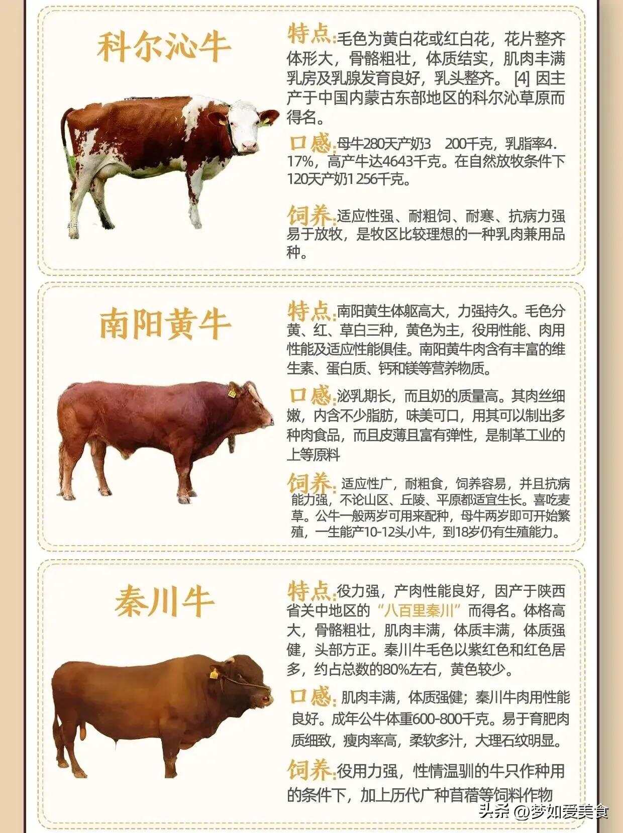 最常见牛的种类及其特点