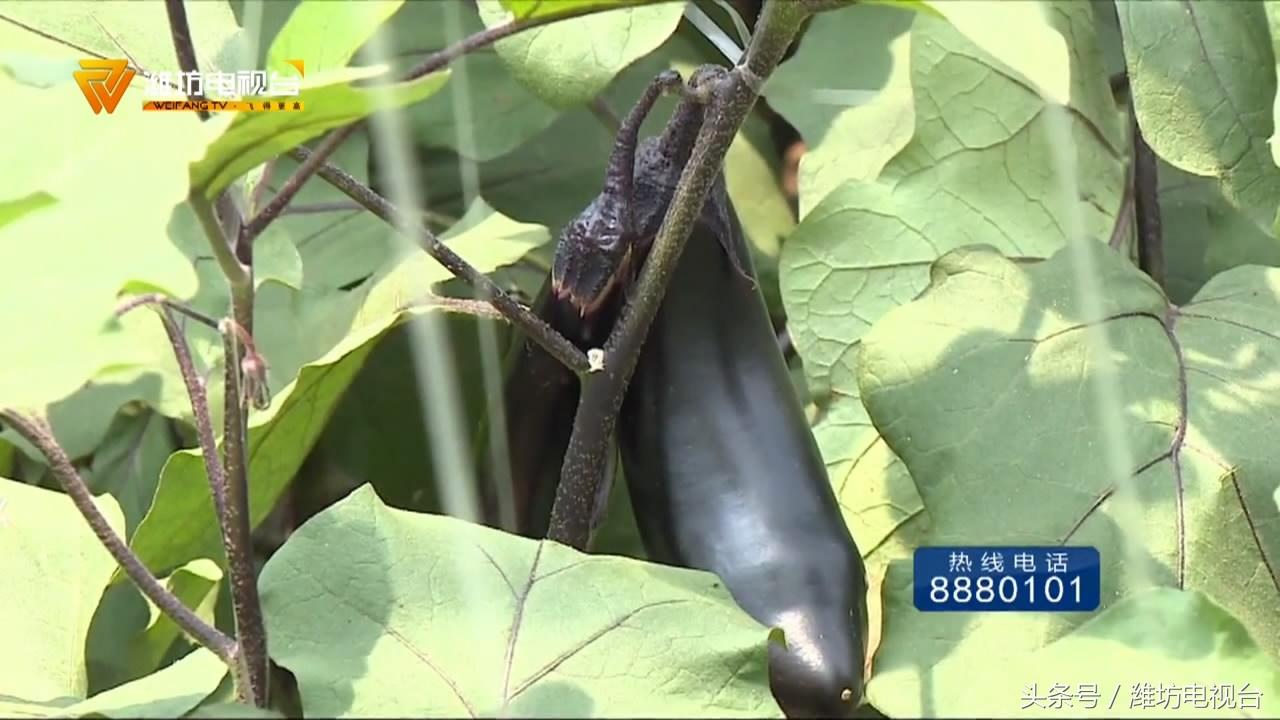 潍坊保温模板一体化，革新建筑技术的力量之源