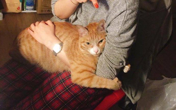 野生猪的种类品种及其特点，品种图片详解