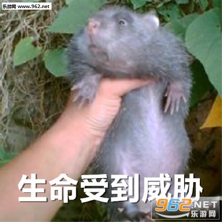 竹鼠种类介绍与图片展示