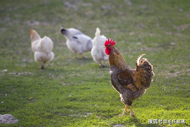 公鸡的种类及其特点