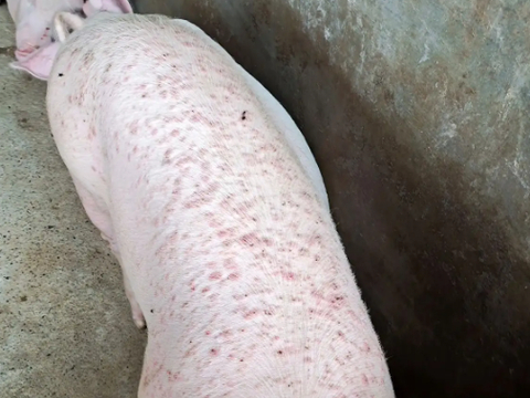 猪皮肤病种类及其图片介绍