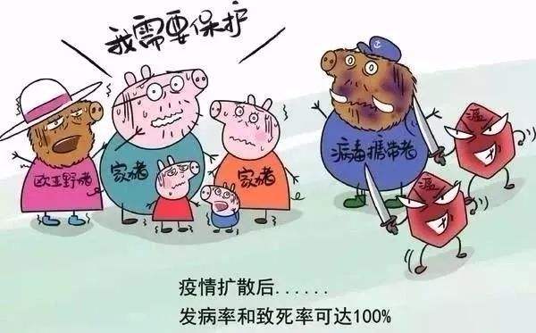 市场上猪瘟疫苗的种类及其特点