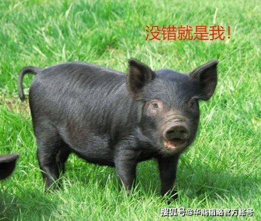 全球猪的种类概览