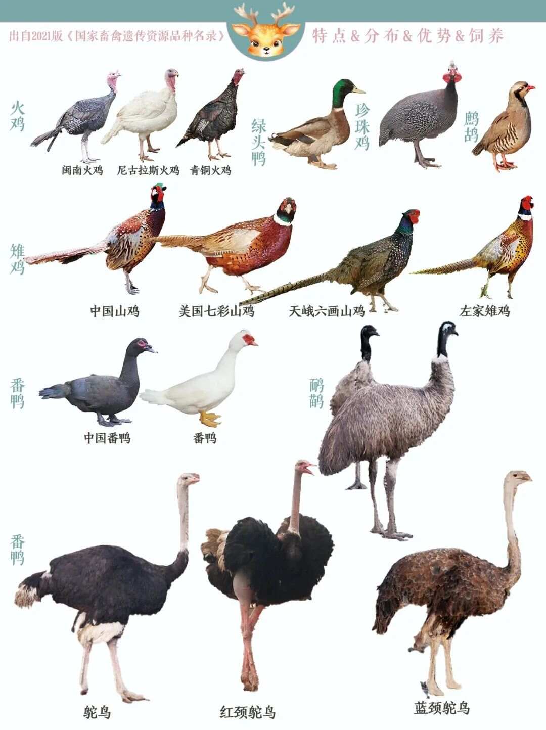 特色畜禽种类，多样性与独特性的展现