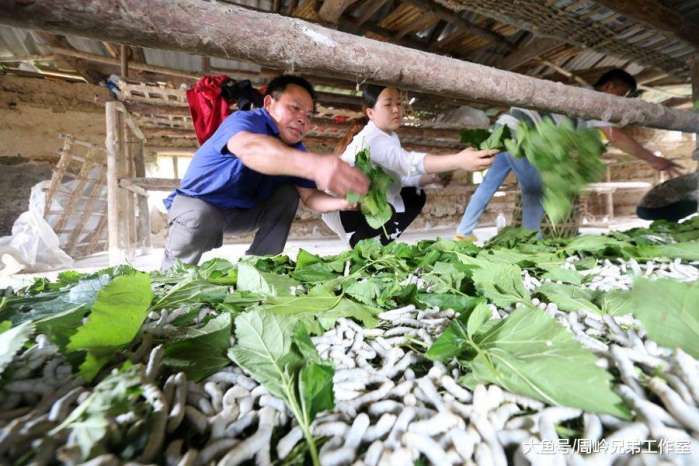 养蚕利益咋样，深度探讨蚕桑产业的潜力与收益