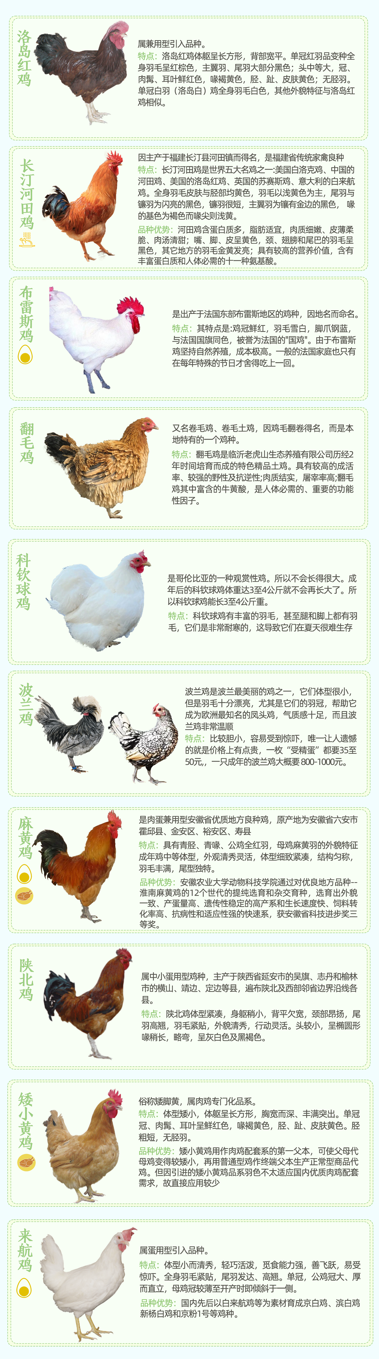 探索鸡的多样性，鸡种类图片及其特点