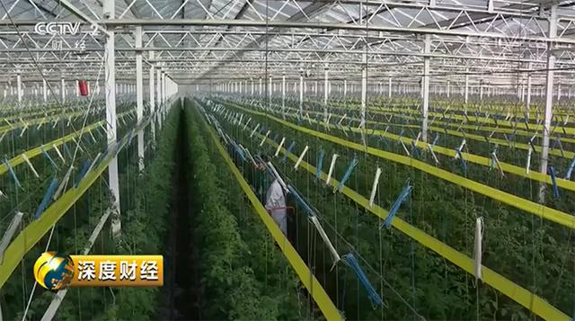 大棚海参40头，探索养殖与品质的秘密