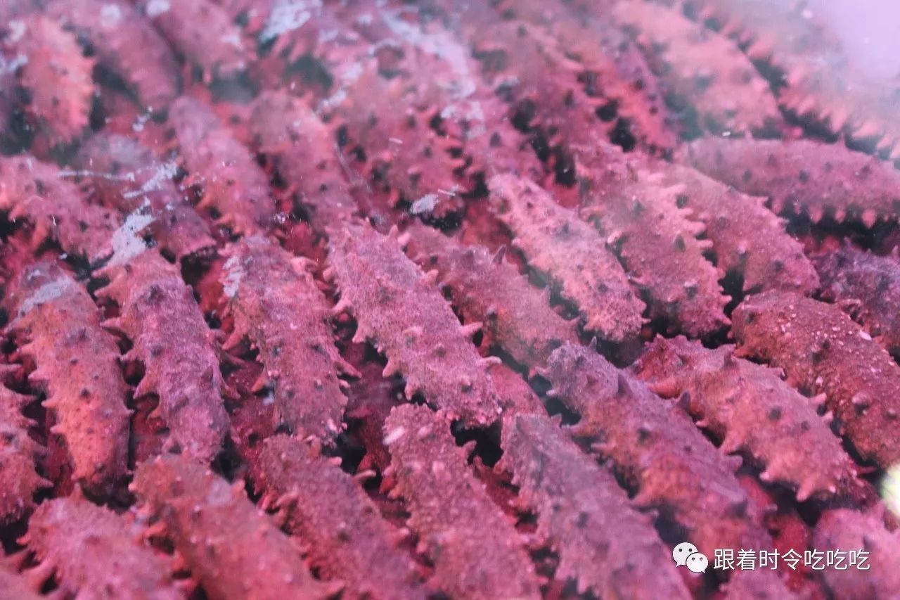 大棚海参的神奇变化，从深蓝到红艳的奇迹之旅