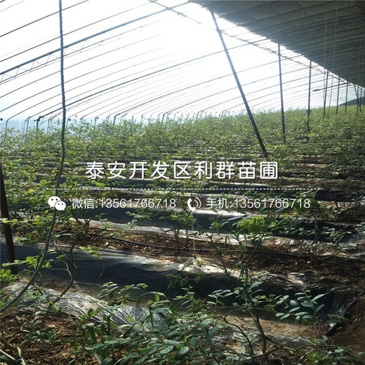 山东大棚养虾，何时放苗是关键