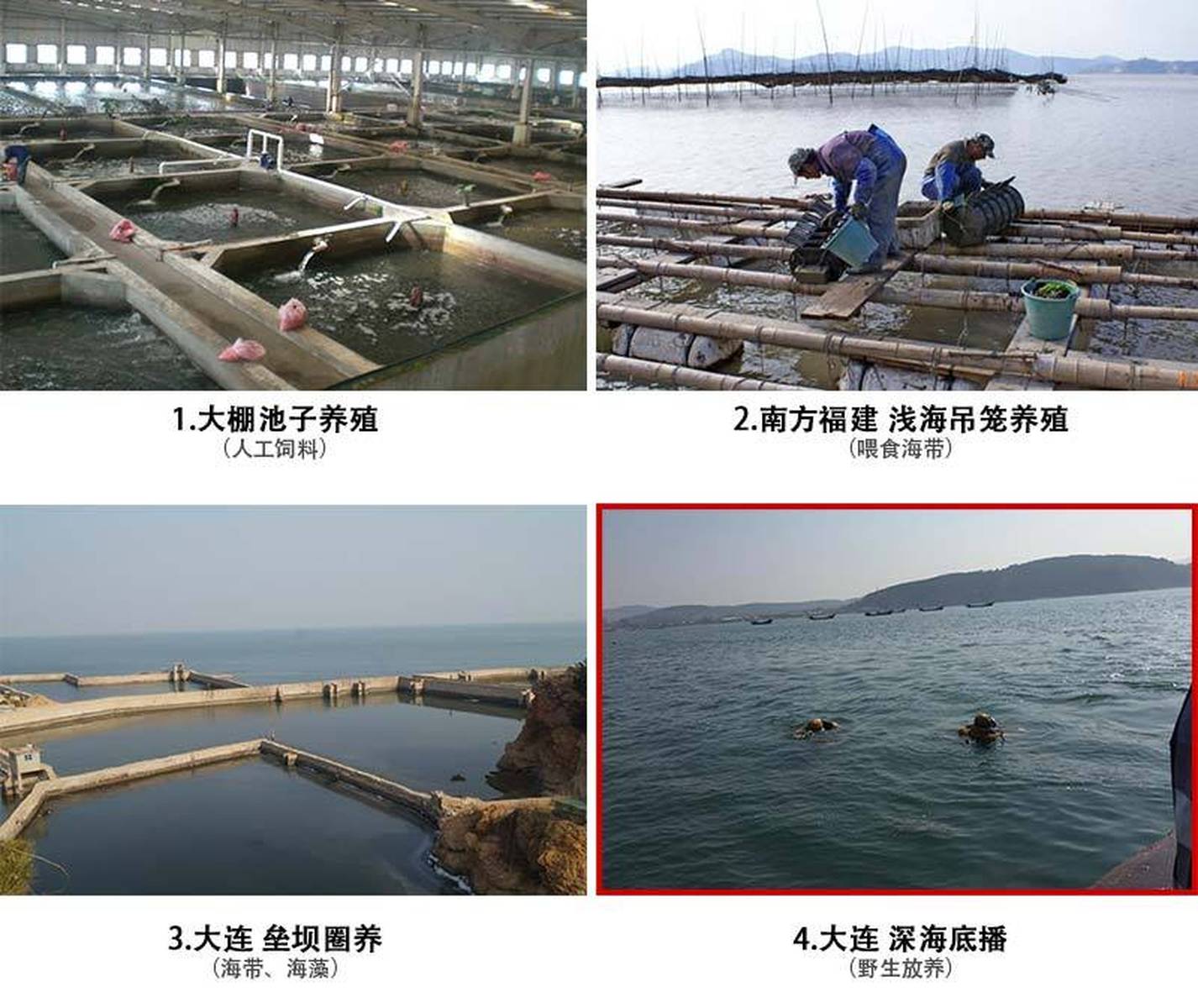 海参苗大棚造价分析，成本与效益的综合考量