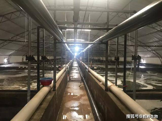 东南美白对虾大棚面积，探索养殖业新模式